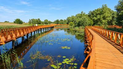 The wooden boardwalk in Kopački rit — illustration.